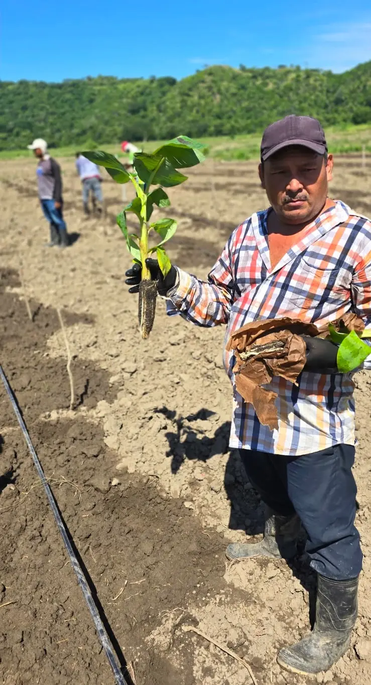 Plantain Plants